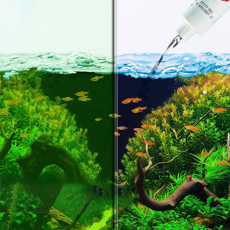 Effective Algae Control for Aquarium