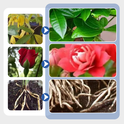 Multi-Plant Liquid Reviver